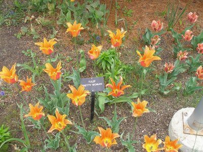 Meijer Gardens - tulips