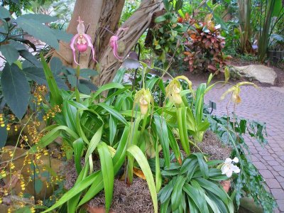 Meijer Gardens - Conservatory - orchids