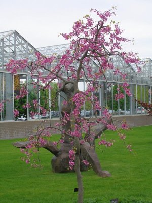 Meijer Gardens - delicate cherry tree