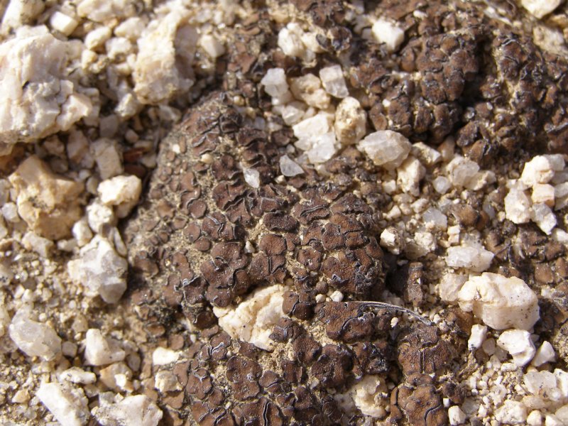 Crypto-Biotic Soil
