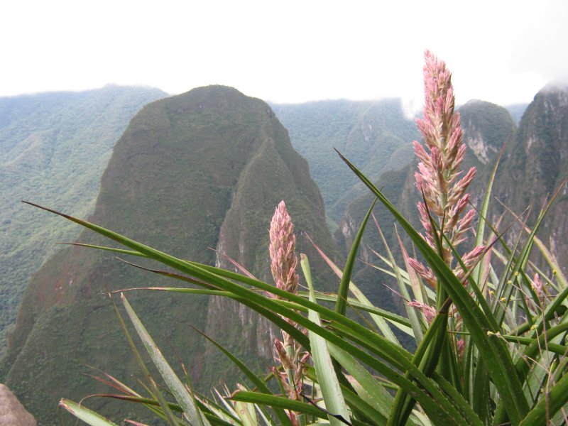 3.Bromeliaceae