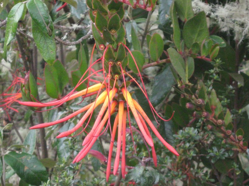 9.Tristerix peytonii, Loranthaceae
