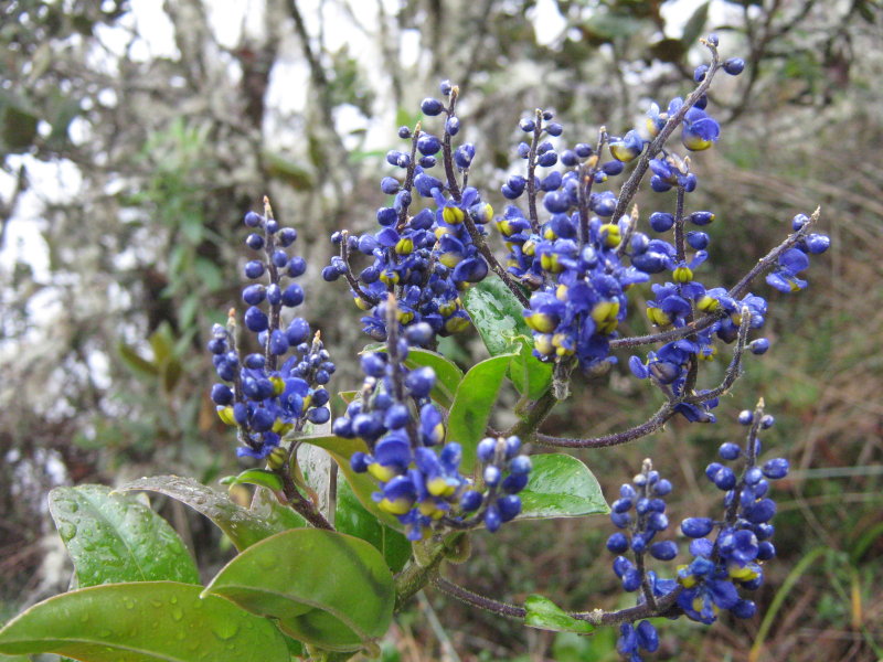 16.Monnina conectisepala POLYGALACEAE