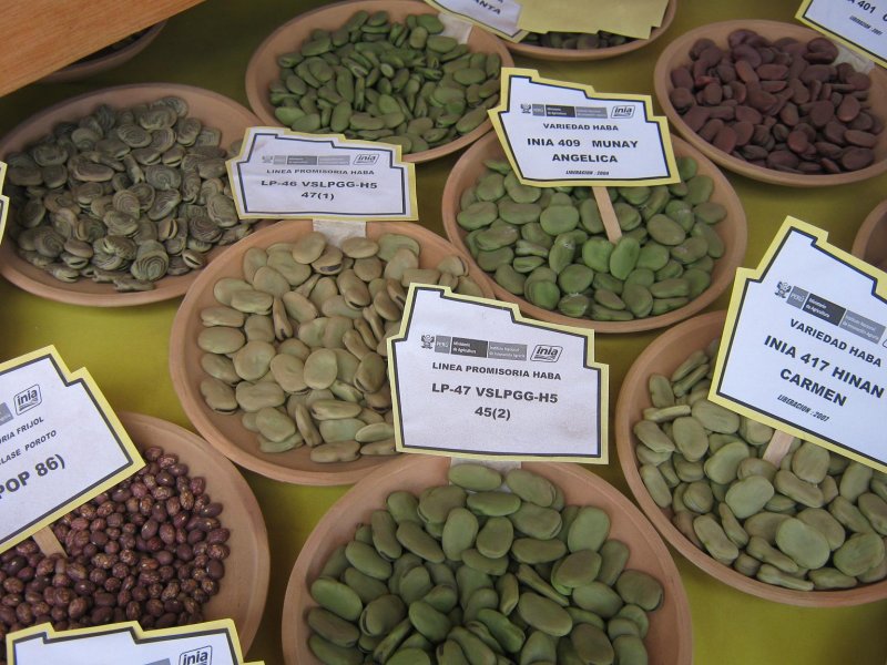 Varieties of Haba or Fava Bean