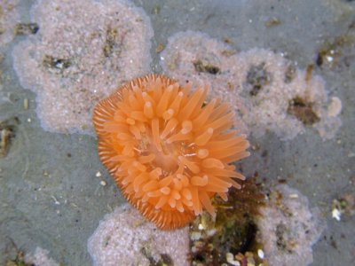  Brooding Anemone, Epiactis prolifera