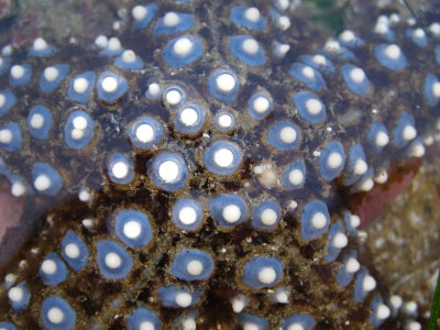 Knobby Sea Star - Pisaster giganteus