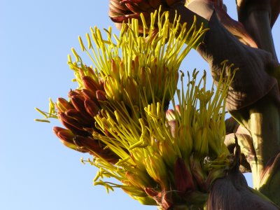 Agave in bloom on the bluff above the ocean