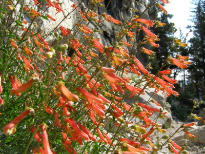 Eastern Sierra Wildflowers 1