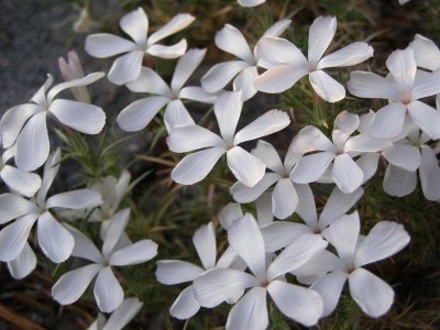 Eastern Sierra Wildflowers 6