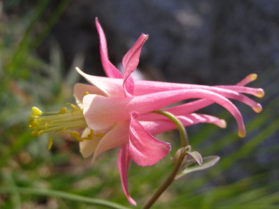  Eastern Sierra Wildflowers 4