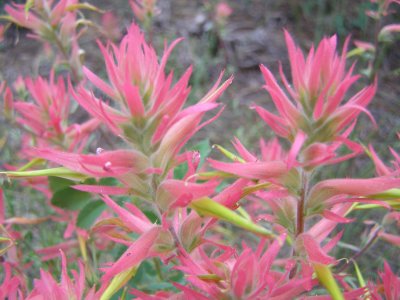 Eastern Sierra Wildflowers 7