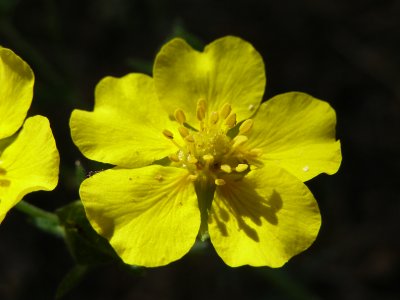 Eastern Sierra Wildflowers 15