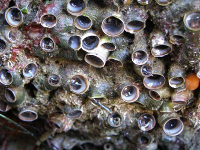 Scaly Tube Snail, Serpulorbis squamigerus