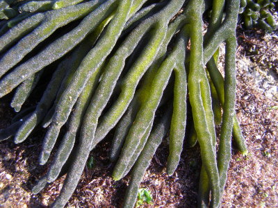 Dead Man's Fingers, Sponge Weed - Codium fragile