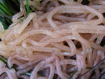 Black Sea Hare eggs