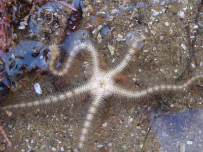 Brittle Star