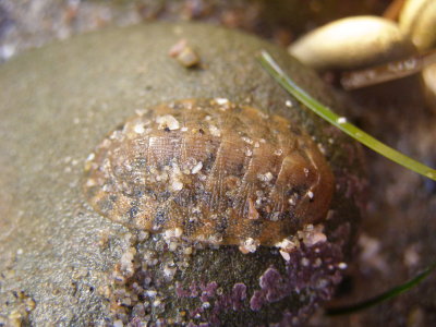 Scaled Chiton, Lepidozona pectinulata