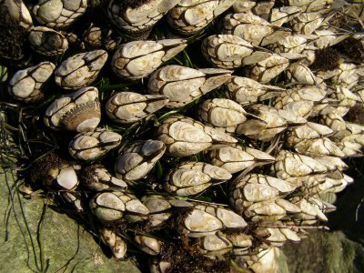 Gooseneck barnacle, Pollicipes polymerus