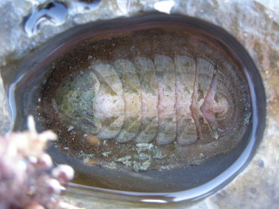  Conspicuous Chiton, Stenoplax conspicua