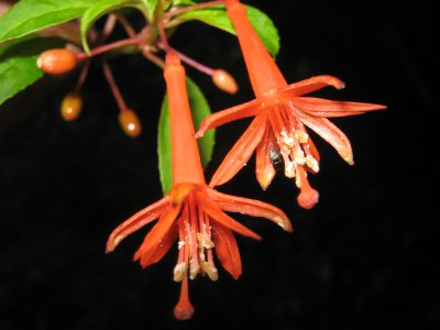 5.Fuchsia sp., Onagraceae