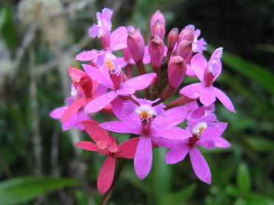 .Epidendrum secundum