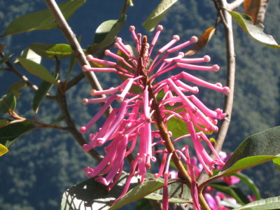 8.Oreocallis grandiflora, Proteaceae. Tsacpa, Saltaperico, Cucharillo