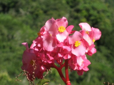 36.Begonia sp., Begoniaceae