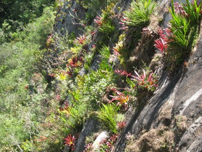 62.Bromeliades and ferns on a rock slope