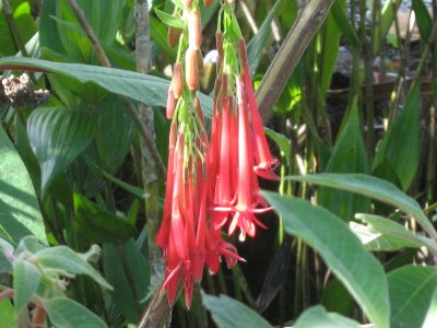 13.Fuchsia boliviana, Onagraceae