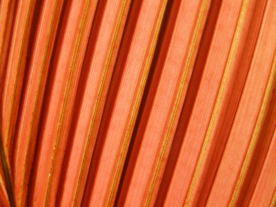A Palm Leaf