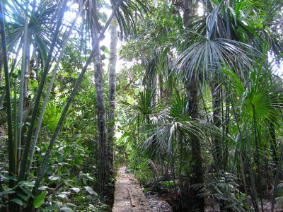 Augajal, or palm swamp