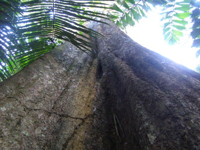 Big tree
