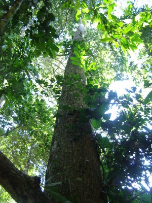Castana, Brazil-nut