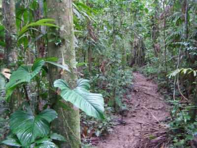 Muddy trail