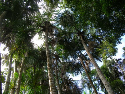 Palm Swamp