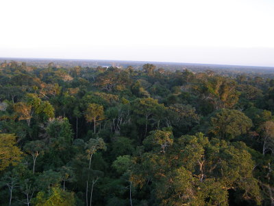 the Forest Canopy