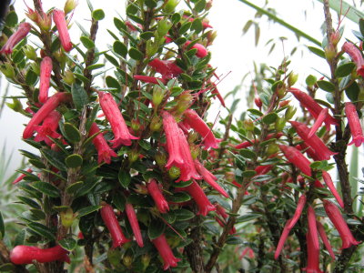 25.Demosthenesia spectabilis, Ericaceae