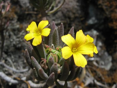 26.Oxalis urubambensis, Oxalidaceae