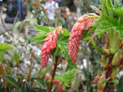 27.Ribes incarnatum, Grossulariaceae