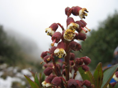 28.Miconia sp., Melastomataceae