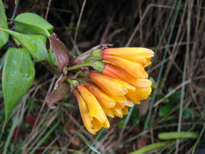 35.Bomarea sp., Alstroemeriaceae