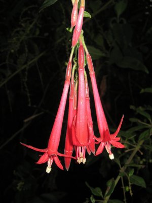32.Fuchsia boliviana, Onagraceae