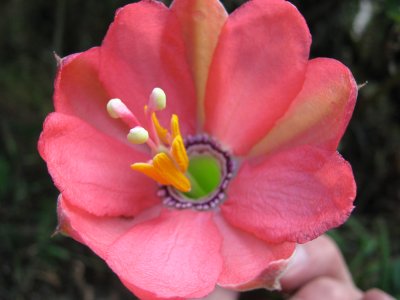 17.Passifloraceae tripartita, Passifloraceae. Puroqsha, Purush, Granadilla silvestre