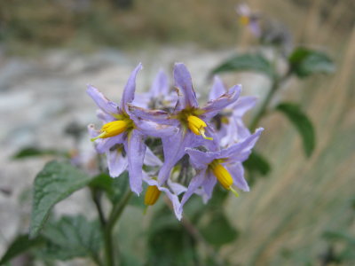 21.Solanum sp., Solanaceae
