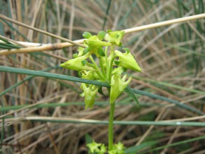30.Halenia weddelliana Gentianaceae. Patsamacash, Toro-toro, Japllan shacoq