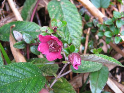 49.Rubus bogotensis, Rosaceae