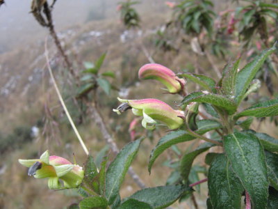  41.Campanulaceae