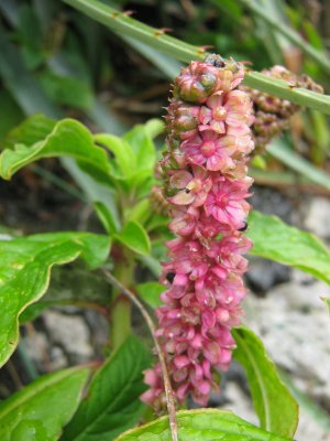 54.Phytolacca bogotensis, Phytolaccaceae