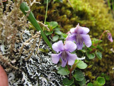 47.Viola sp., Violaceae. lirio de campo
