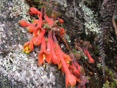 18.Fuchsia apetala, Onagraceae